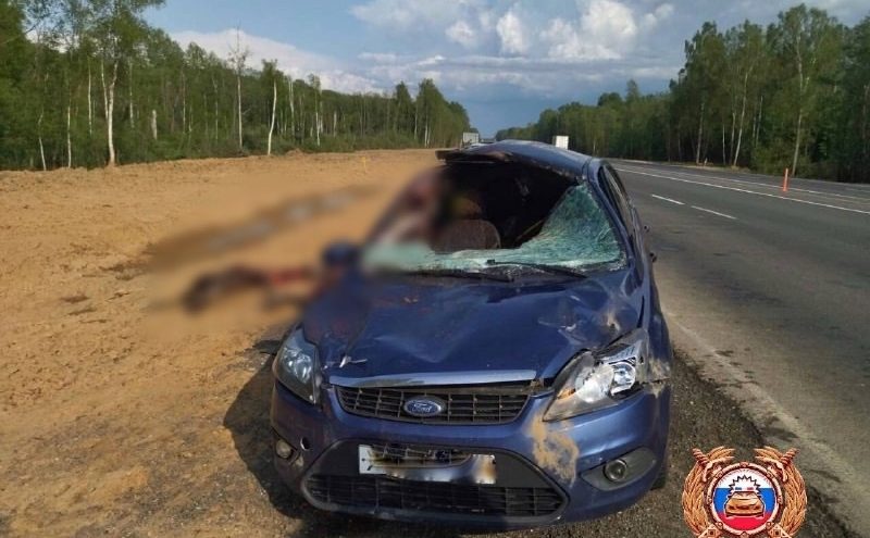 Очередное ДТП произошло в Тверской области с участием дикого животного Очередное ДТП произошло в Тверской области с участием дикого животного
