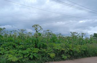 Борщевик продолжает атаковать Тверскую область атаковать