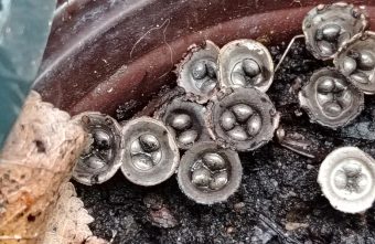 В Тверской области сфотографировали бокальчик навозный бокальчик