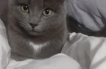 Неравнодушная тверичанка спасла жизнь умирающего кота и подарила ему дом Неравнодушная тверичанка спасла жизнь умирающего кота и подарила ему дом