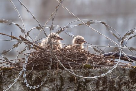 Птица из Тверской области нашла необычное место для гнездования гнездо