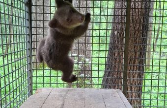Маленькую медведицу из Пермского края доставили в тверской центр медведь