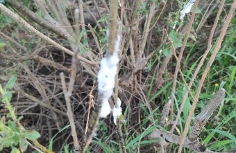 "Заплеванное" дерево поразило жителей Твери дерево