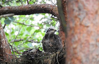 В лесу Тверской области заметили гнездо птицы, которая мало кого боится птица