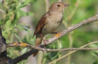 Тверская область вошла в топ-10 самых «соловьиных» регионов России
