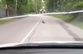 Мать-утка ведет своих малышей прямо по дороге в Тверской области утка