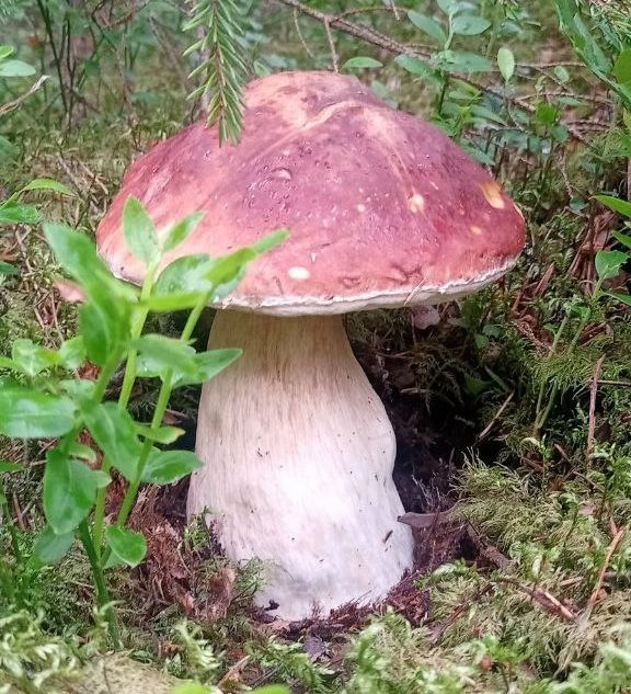 гриб-гигант