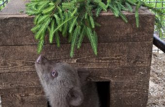 Экологи рассказали, как чувствует себя в Тверской области длинноногая медвежья красавица красавица