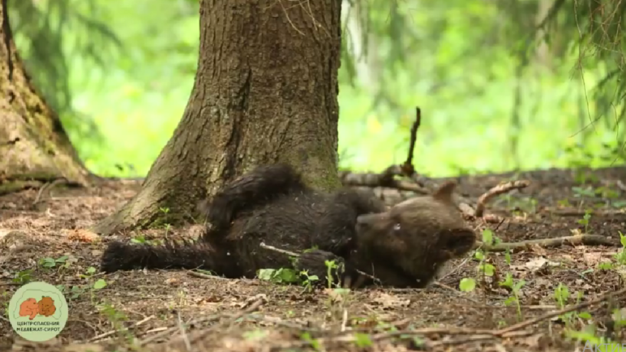 Медвежата в Тверской области сидят без света мишки