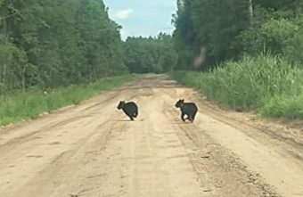 Зоопарк сам пришел в деревни Тверской области зоопарк