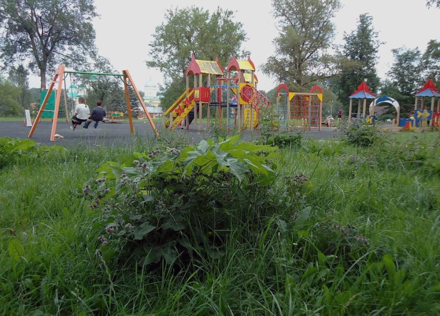 Детские площадки в Тверской области заросли борщевиком борщевиком