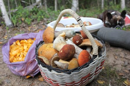 В лесах Тверской области начинается сезон благородных грибов грибов