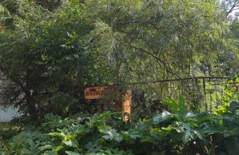 Город в Тверской области зарастает борщевиком борщевиком