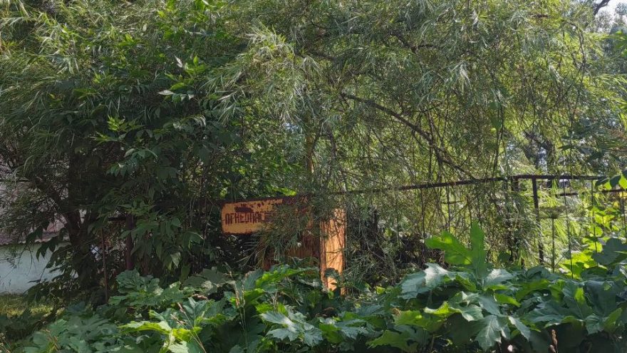 борщевиком