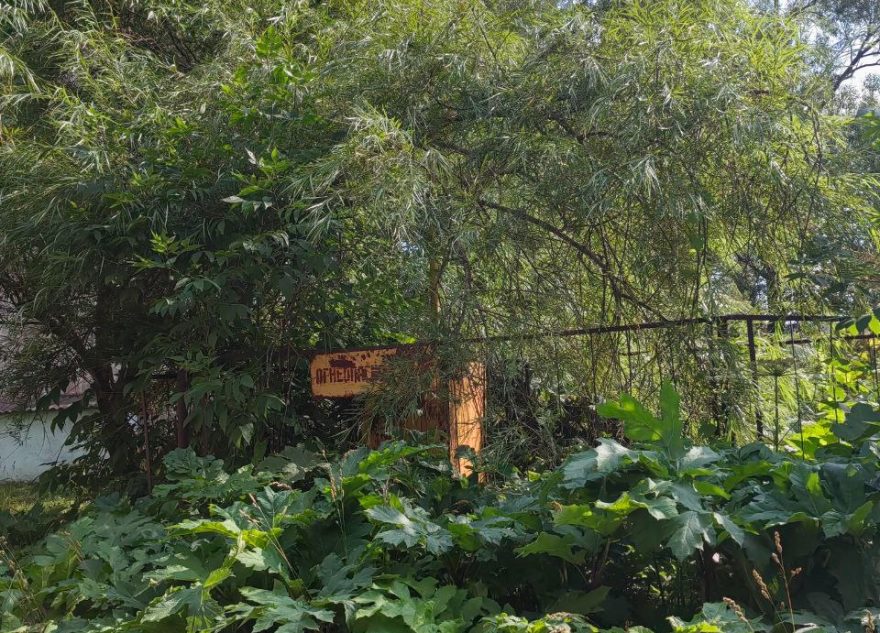 борщевиком