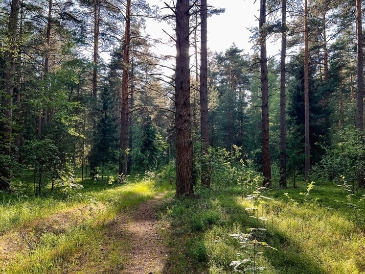 В Лихославле напомнили, что обязательно нужно брать с собой в лес