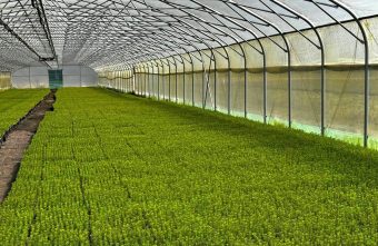 Тверская область вошла в число регионов-лидеров страны по искусственному лесовосстановлению