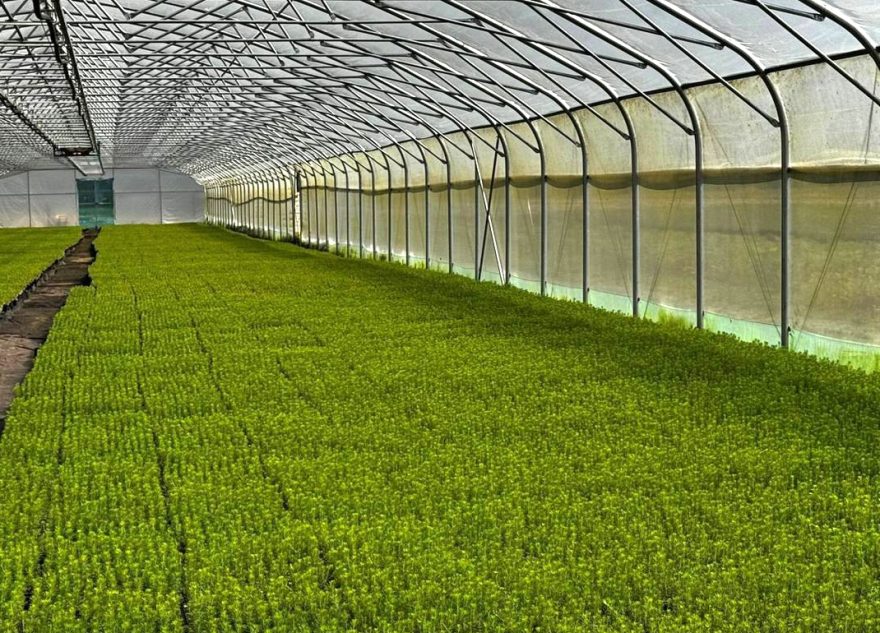 Тверская область вошла в число регионов-лидеров страны по искусственному лесовосстановлению