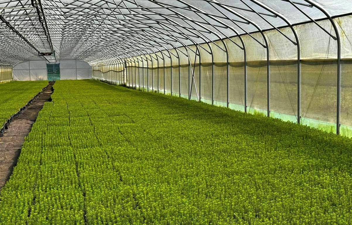 Тверская область вошла в число регионов-лидеров страны по искусственному лесовосстановлению