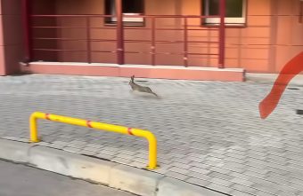 Лесной житель заблудился в центре домов Тверской области русак