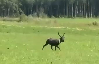 В Тверской области ищут оленя со светоотражающим ошейником