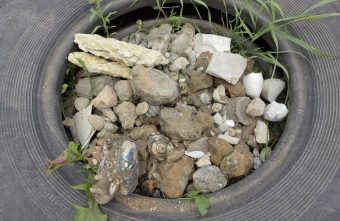 Жители Твери могут бесплатно забрать древние окаменелости Жители Твери могут бесплатно забрать древние окаменелости