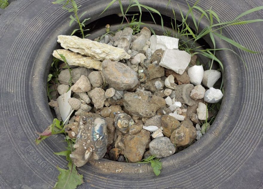 Жители Твери могут бесплатно забрать древние окаменелости