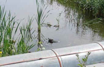 На реке в Твери заметили необычного обитателя