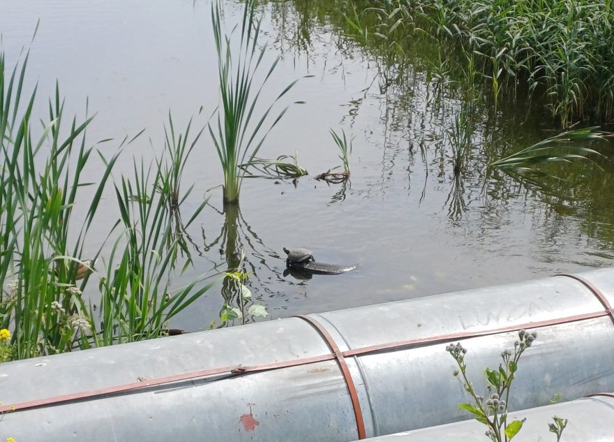 На реке в Твери заметили необычного обитателя