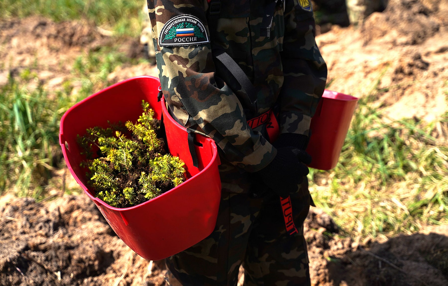 Игорь Руденя: Тверская область сохраняет лидерские позиции по лесовосстановлению