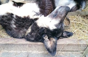 Пропавшую в Твери больную Фросю нашли живой, но отравленной Пропавшую в Твери больную Фросю нашли живой, но отравленной