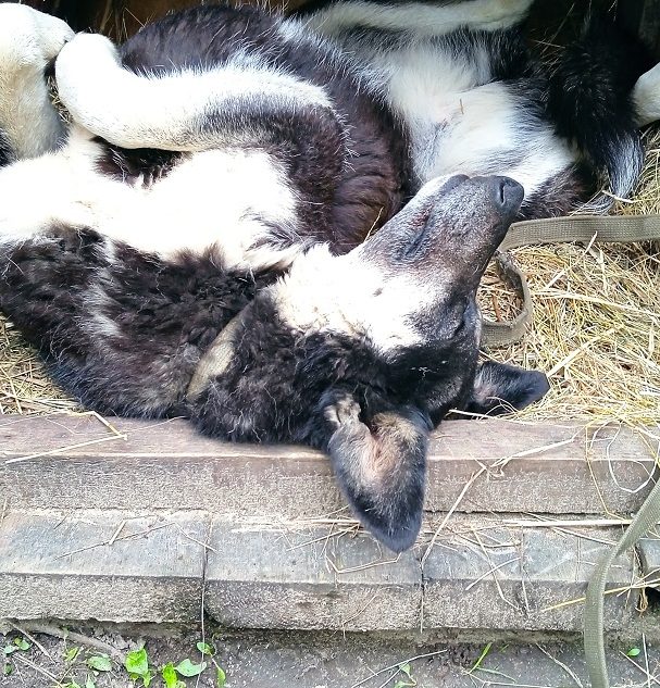 Пропавшую в Твери больную Фросю нашли живой, но отравленной