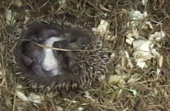 Жителей Тверской области просят накормить ежиков фаршем и омлетом ежиков