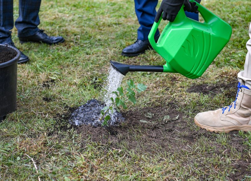 Больше миллиона новых деревьев высадили в Тверской области