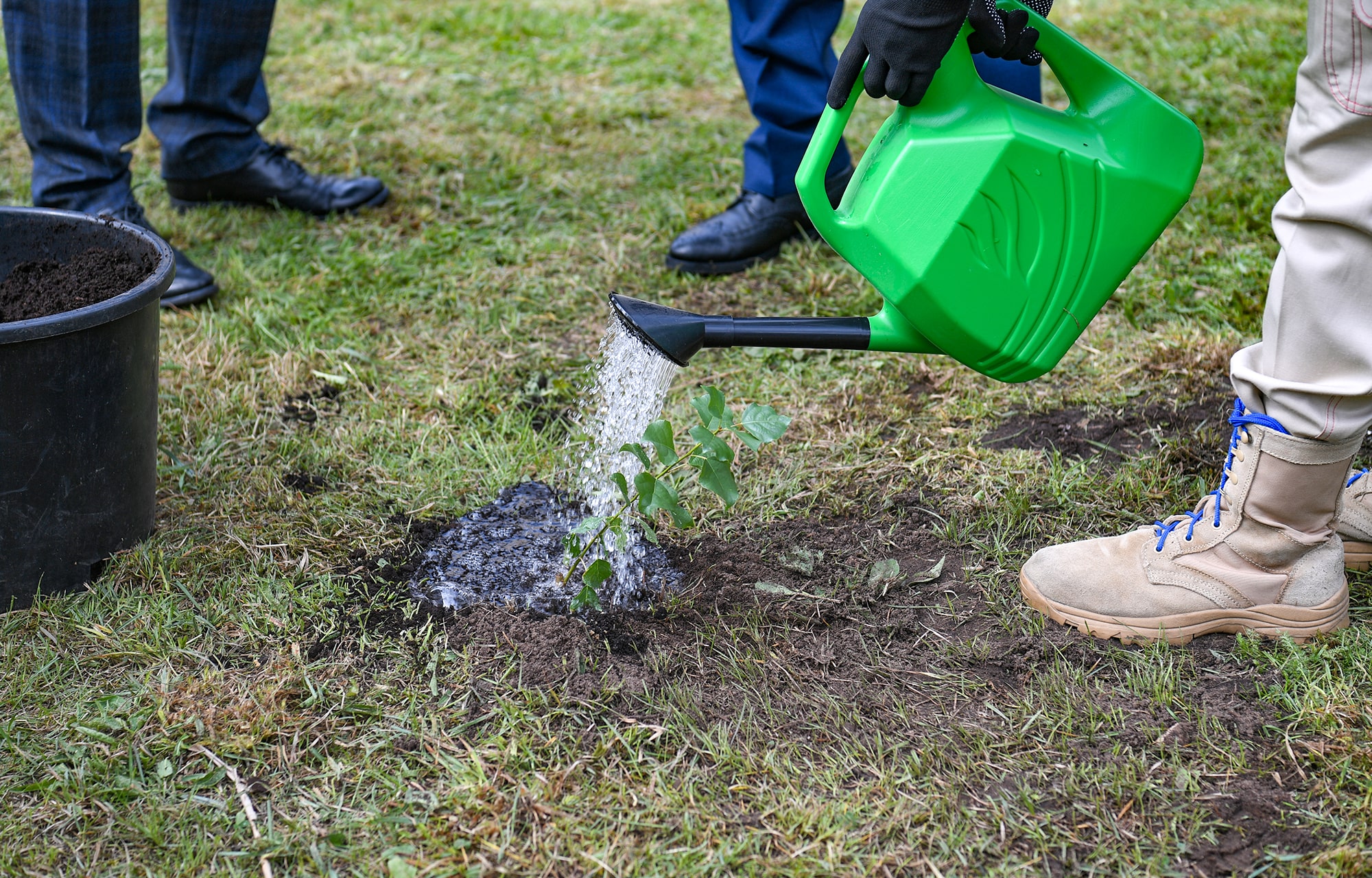 Больше миллиона новых деревьев высадили в Тверской области