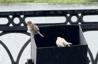 В Твери заметили воробья с редким генетическим отклонением