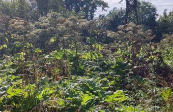 борщевиком