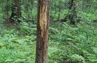 Местные жители предупреждают, что у поселка под Тверью бродит медведь следы