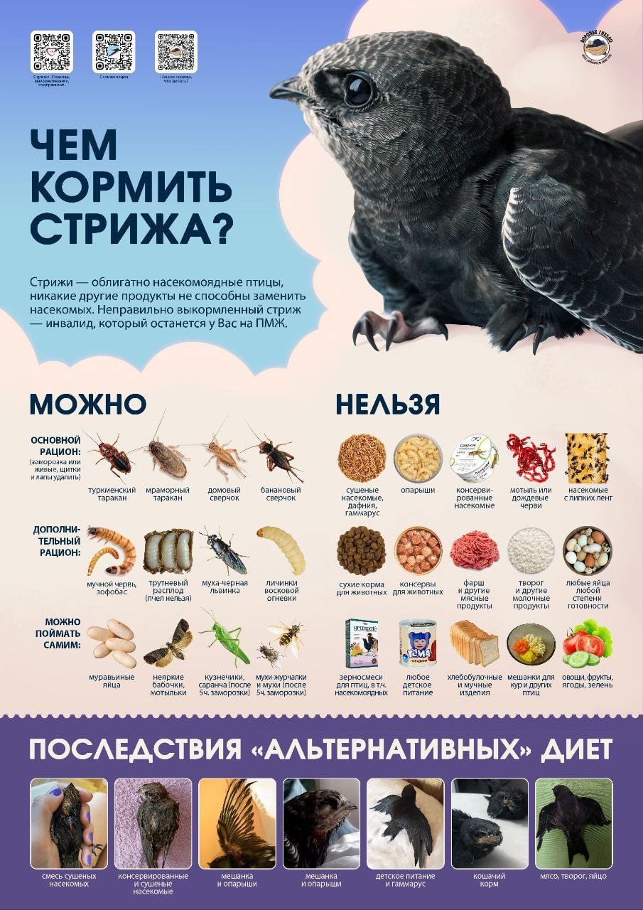 В июле падают стрижи: как правильно их спасать