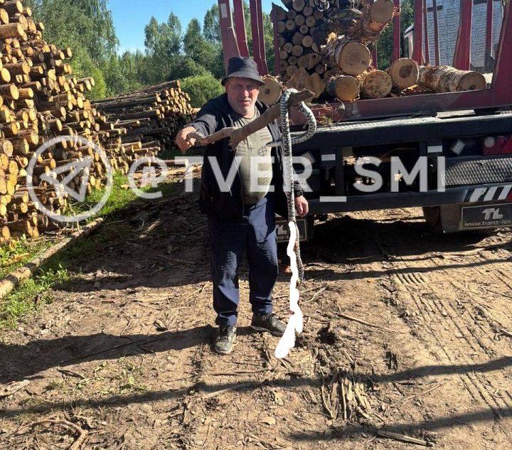 В Тверской области убили полутораметровую гадюку