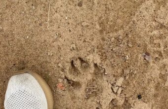 Жители Тверской области обнаружили следы крупных хищников следы