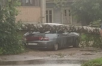 У ЗАГСа в Тверской области на машину упало дерево Дерево