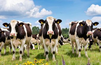 «Ростелеком» предлагает агрохолдингам ИИ-сервис для селекции в животноводстве