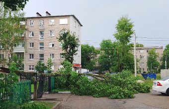 В Тверской области дерево рухнуло на тротуар