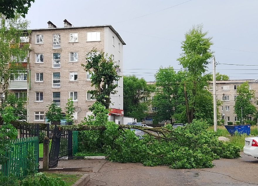 В Тверской области дерево рухнуло на тротуар