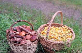 Жители Тверской области набирают за час корзину грибов набирают