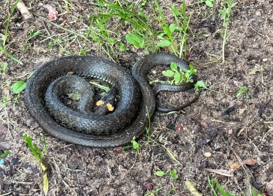 На парковке в спальном районе Твери отдыхала змея