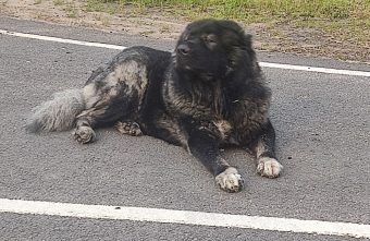 На трассе в Тверской области выбросили дружелюбного кавказца кавказец