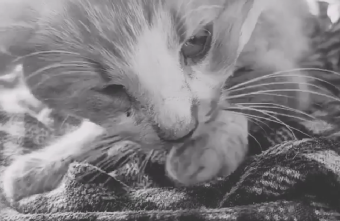 Тверские волонтеры рассказали историю не о смерти, а о любви к коту смерти