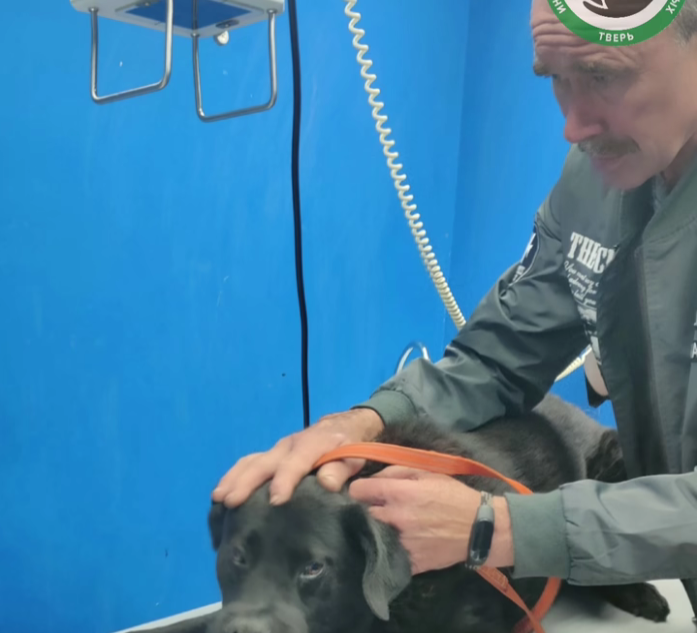 Любимцу двора в Твери области сломали челюсть челюсть